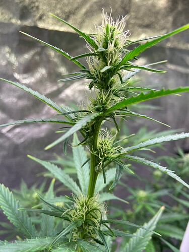 Growreport Bild 3