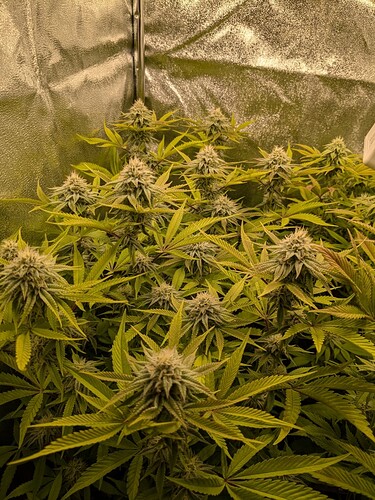 PXL_20240620_093017892