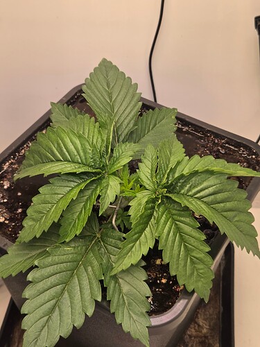 Growreport Bild 5
