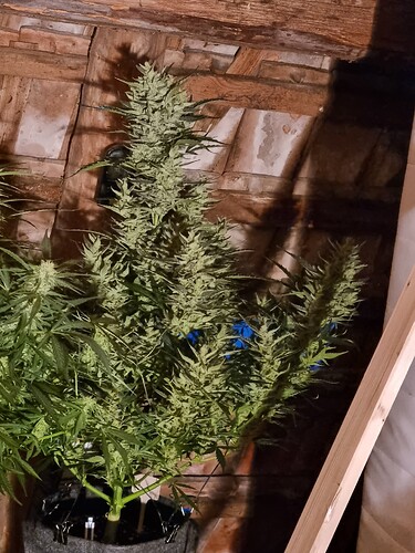 Growreport Bild 4