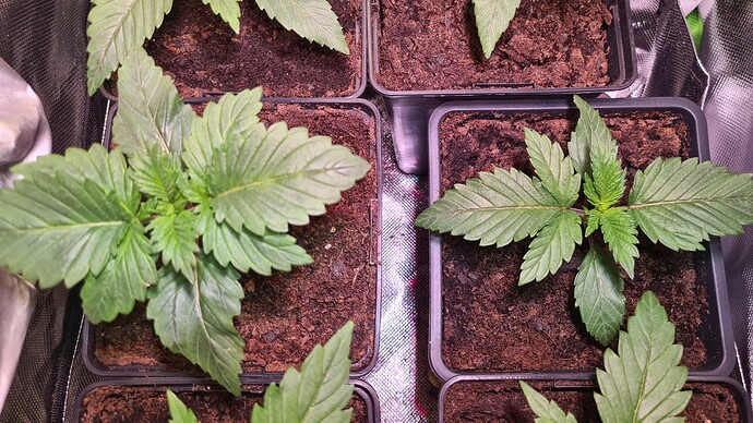 Growreport Bild 6