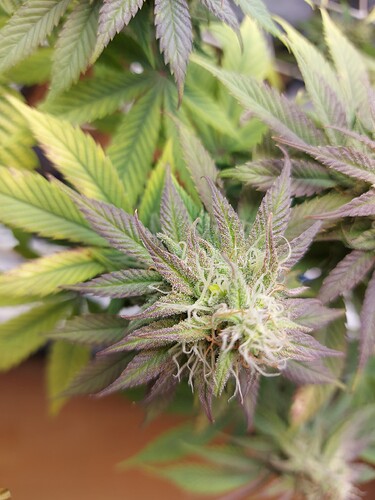Growreport Bild 4