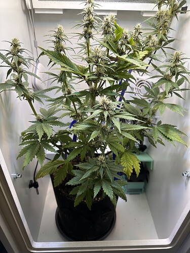 Growreport Bild 5