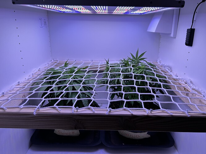 Zwei Cannabispflanzen in einer Growbox unter einem Scrog-Netz, beschriftet mit 'Sweet' und 'Ganja'.