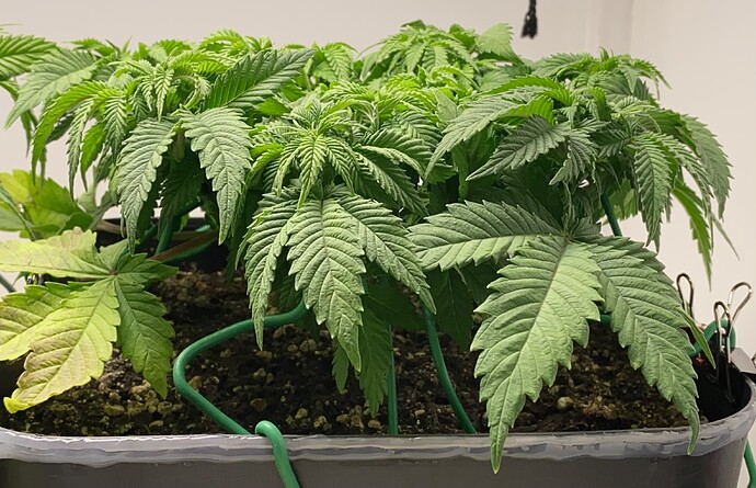 Growreport Bild 3
