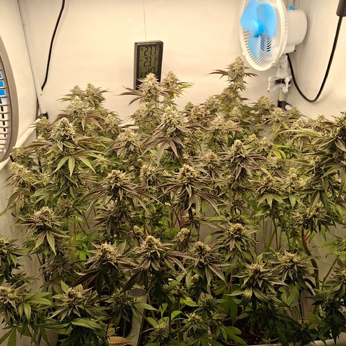 Growreport Bild 15