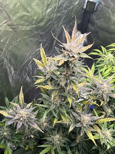 Growreport Bild 7