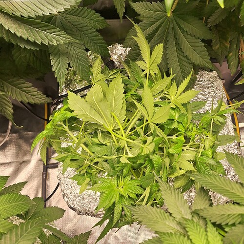 Eine junge Cannabispflanze in der Wachstumsphase, umgeben von größeren Blättern, mit einer Aluminiumfolien-Abdeckung um den Topf.