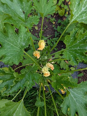 PXL_20250625_183627145