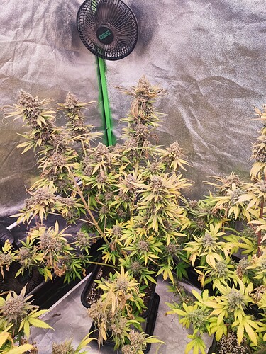 Growreport Bild 71