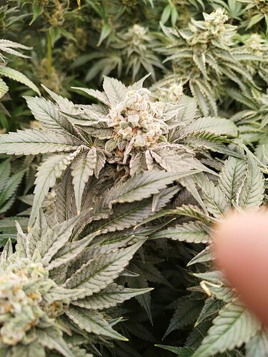 Growreport Bild 25