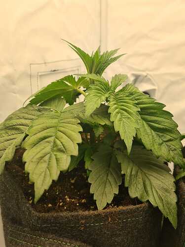 Growreport Bild 16