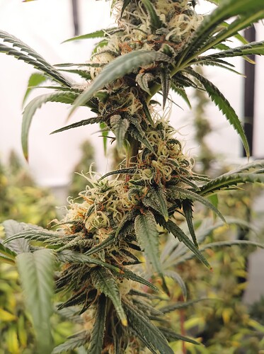 Growreport Bild 9