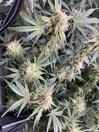 Growreport Bild 8