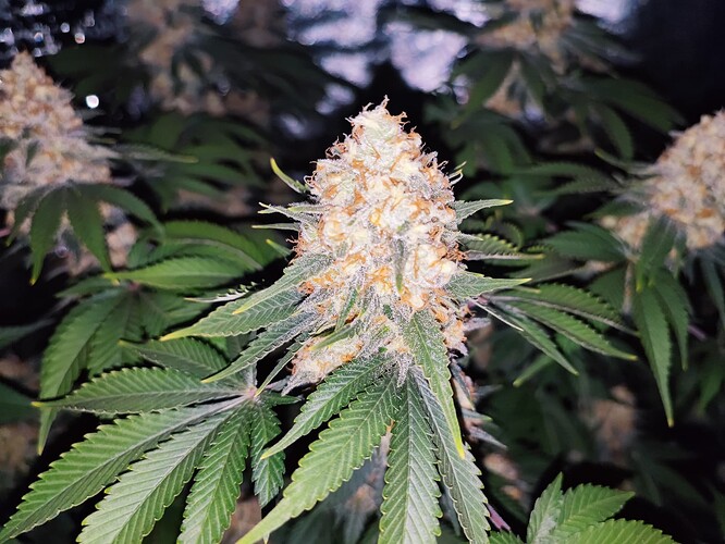 Growreport Bild 14