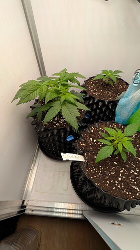 PXL_20250329_060433166.MP