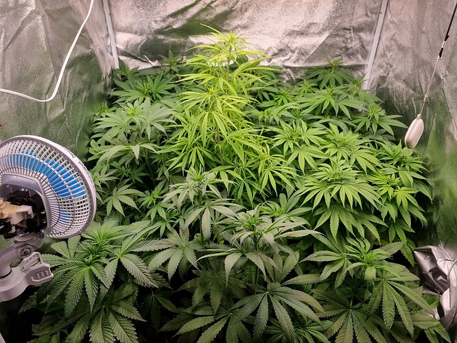 Mehrere Cannabispflanzen in einem Zelt, eine davon ist heller und höher als die anderen. Ein Ventilator ist links im Bild zu sehen.