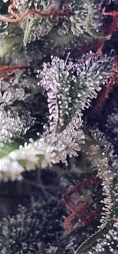 Growreport Bild 3