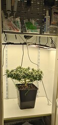 Growreport Bild 2