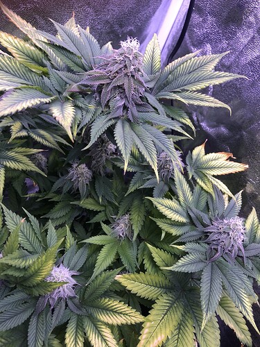Growreport Bild 3
