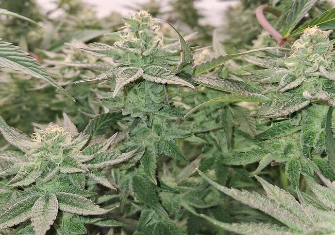 476349760_122167310114293599_5442619227481999957_n