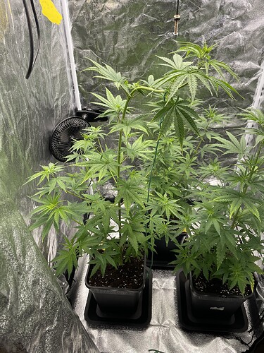 Growreport Bild 4