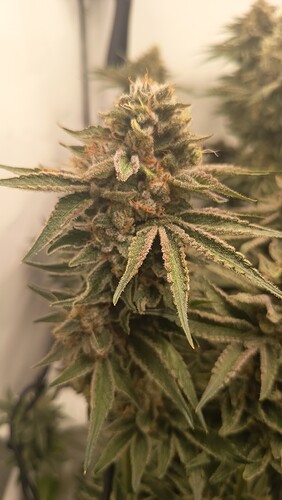 Growreport Bild 18