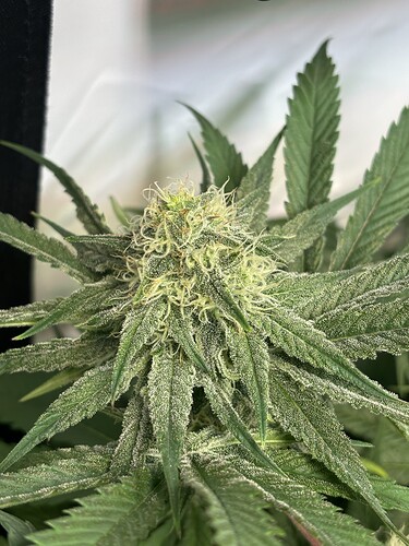 Growreport Bild 16