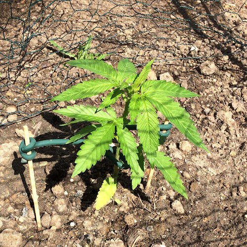 Grow26_0609_19