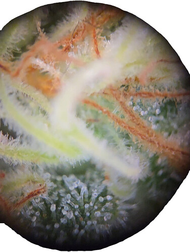 Growreport Bild 6