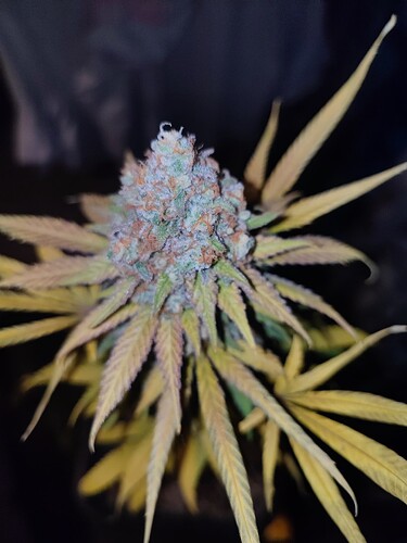 Growreport Bild 31