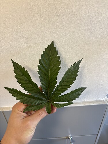 Growreport Bild 2