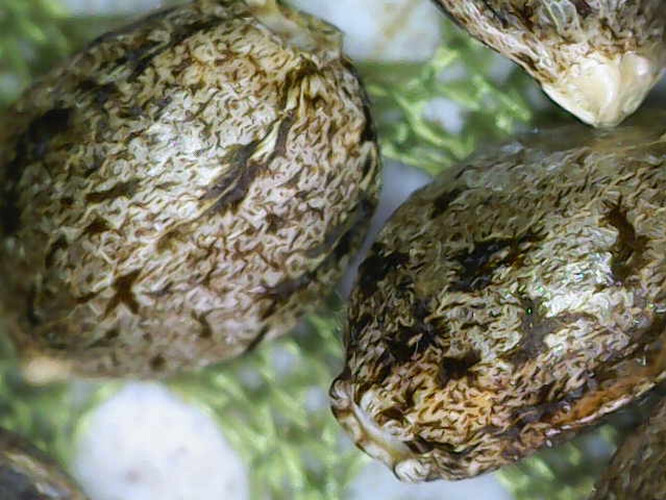 Image_2025-04-10 10_08_32_569