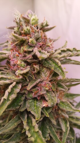 Growreport Bild 11
