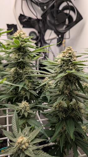 Growreport Bild 4