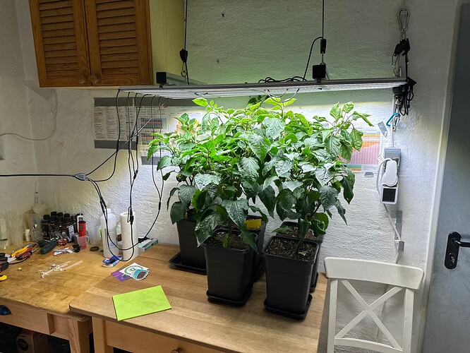 Growreport Bild 6