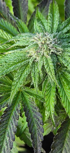 Growreport Bild 2