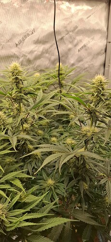 Growreport Bild 2