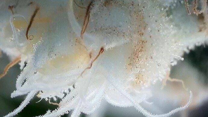 2025-10-04-12-03-46-447