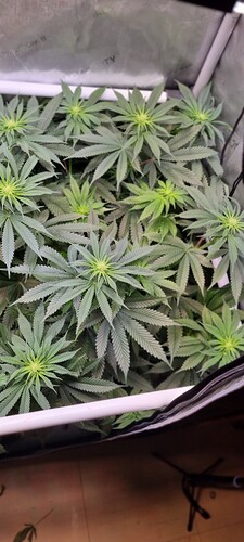 Growreport Bild 16