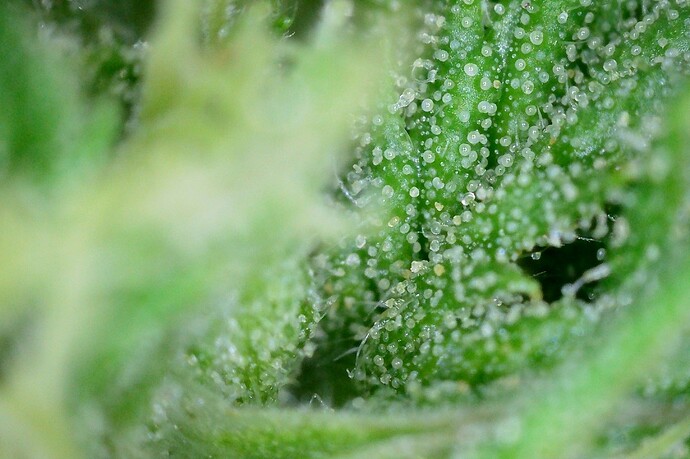 Grow25_1006_Trichome_DW_3