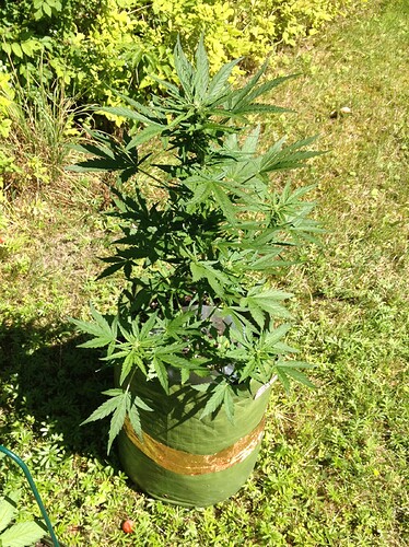 Growreport Bild 8