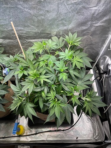 Growreport Bild 4