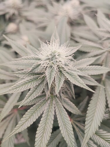 Growreport Bild 53