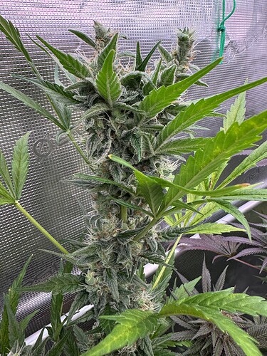 Growreport Bild 31