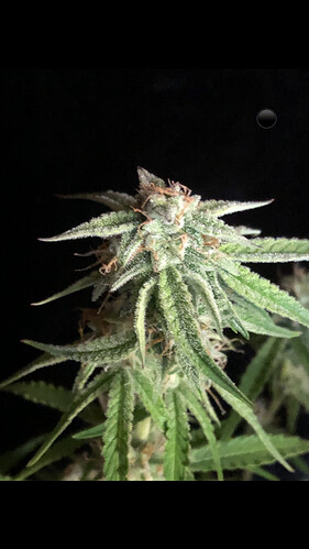 Growreport Bild 6