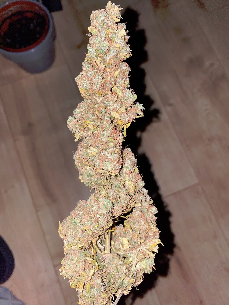 Erster Grow ohne Erfahrung, White Widow Fem. + SuperSkunk Automatic, da ist für jeden was dabei