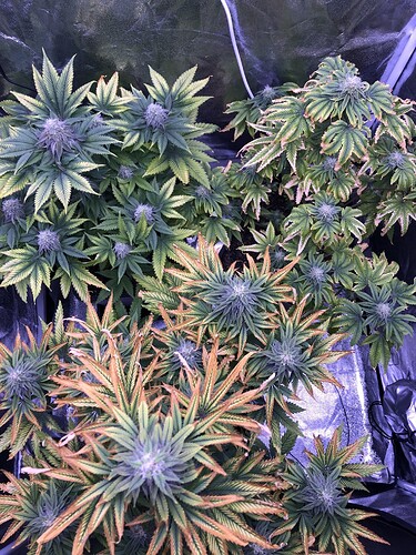 Growreport Bild 1