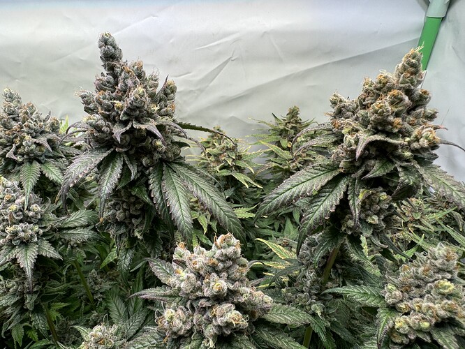 Growreport Bild 34