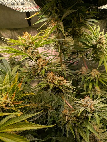 Growreport Bild 48